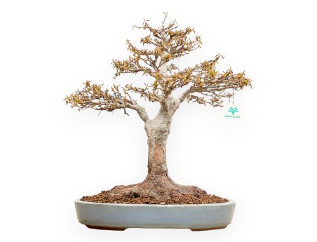 Acer Buergerianum - Érable - 53 cm