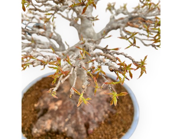 Acer Buergerianum - Ahorne - 53 cm 2