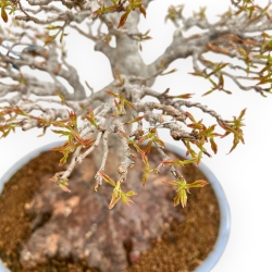 Acer Buergerianum - Maple - 53 cm