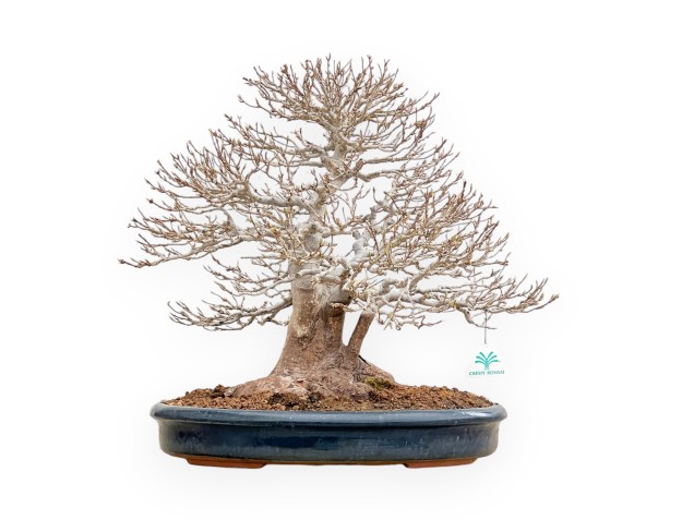 Acer Buergerianum - Maple - 46 cm