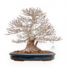 Acer Buergerianum - Maple - 46 cm