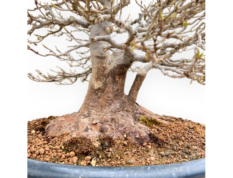 Acer Buergerianum - Esdoorn - 46 cm