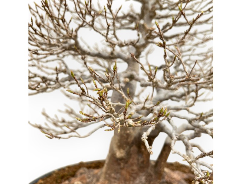 Acer Buergerianum - Arce - 46 cm