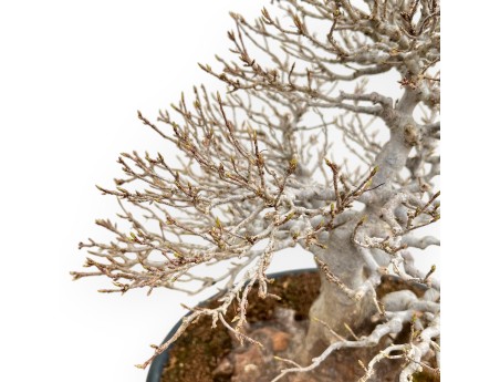 Acer Buergerianum - Maple - 46 cm