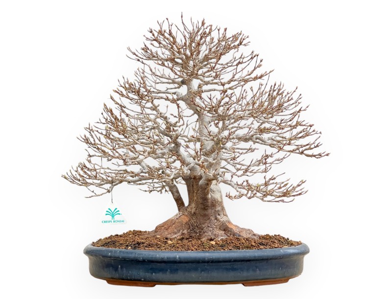 Acer Buergerianum - Arce - 46 cm