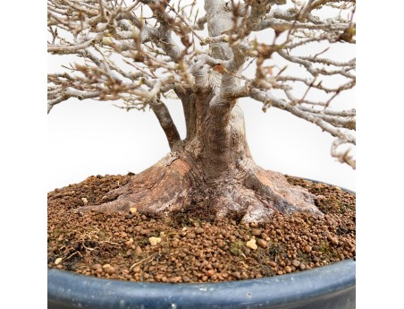 Acer Buergerianum - Maple - 46 cm