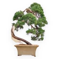 Juniperus Chinensis - Genévrier - 97 cm