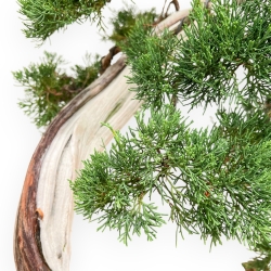 Juniperus Chinensis - Genévrier - 97 cm