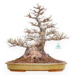 Acer Buergerianum - Esdoorn - 49 cm
