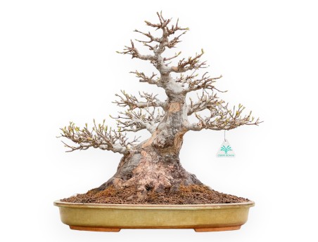 Acer Buergerianum - Esdoorn - 49 cm