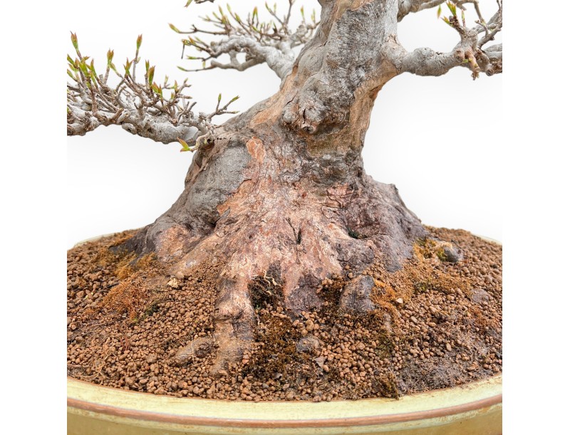 Acer Buergerianum - Érable - 49 cm