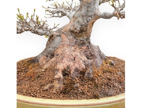 Acer Buergerianum - Ahorne - 49 cm