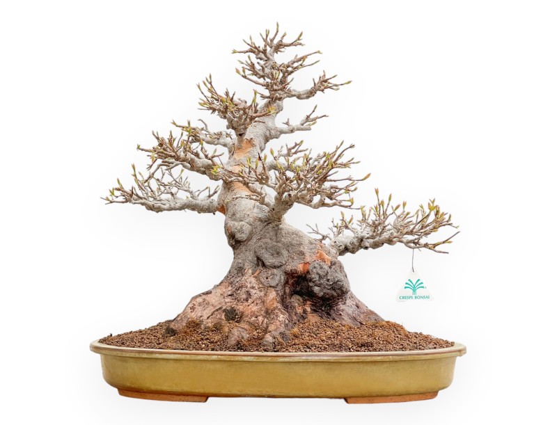 Acer Buergerianum - Esdoorn - 49 cm