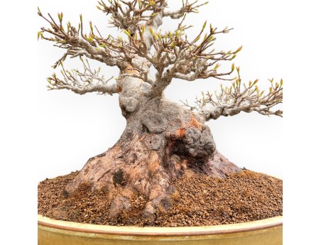 Acer Buergerianum - Maple - 49 cm