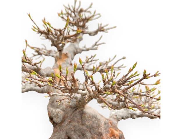 Acer Buergerianum - Érable - 49 cm 2