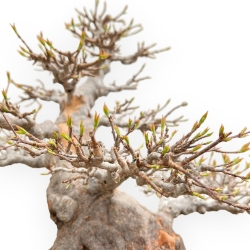 Acer Buergerianum - Esdoorn - 49 cm