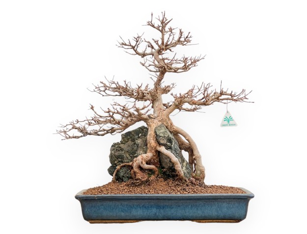 Acer buergerianum - Ahorne - 57 cm