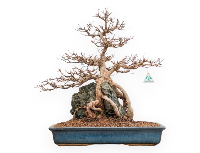 Acer buergerianum - Esdoorn - 57 cm