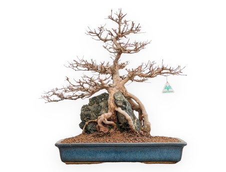 Acer buergerianum - Arce - 57 cm