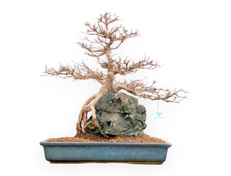 Acer buergerianum - Ahorne - 57 cm