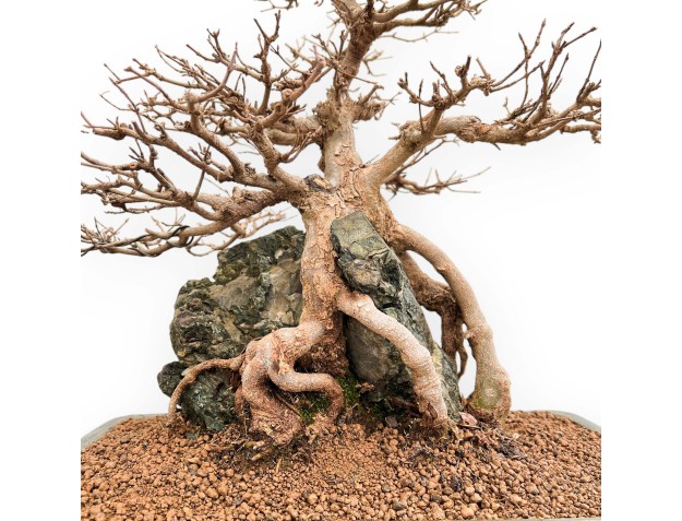 Acer buergerianum - Esdoorn - 57 cm 2