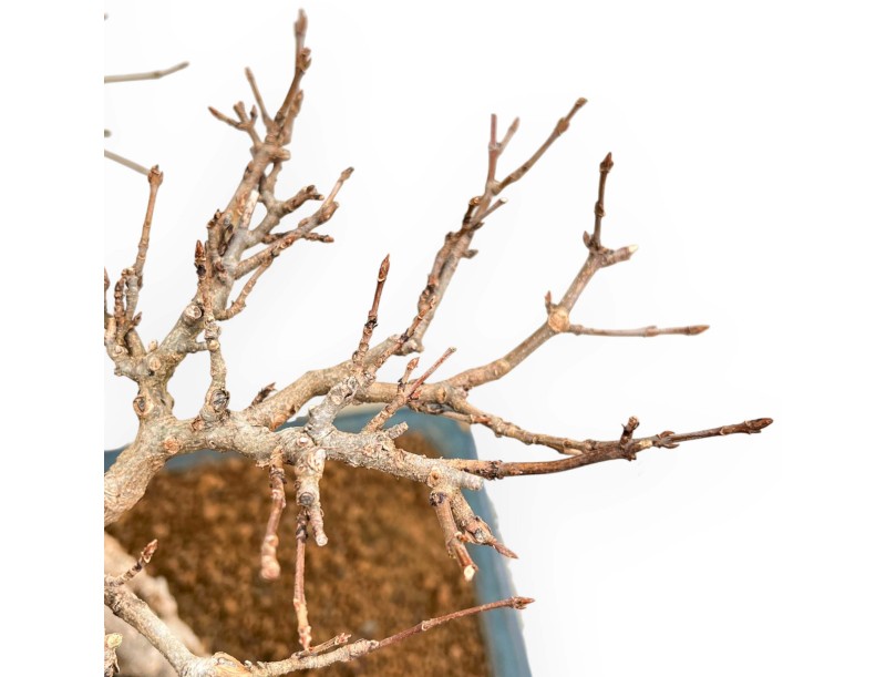 Acer buergerianum - Arce - 57 cm