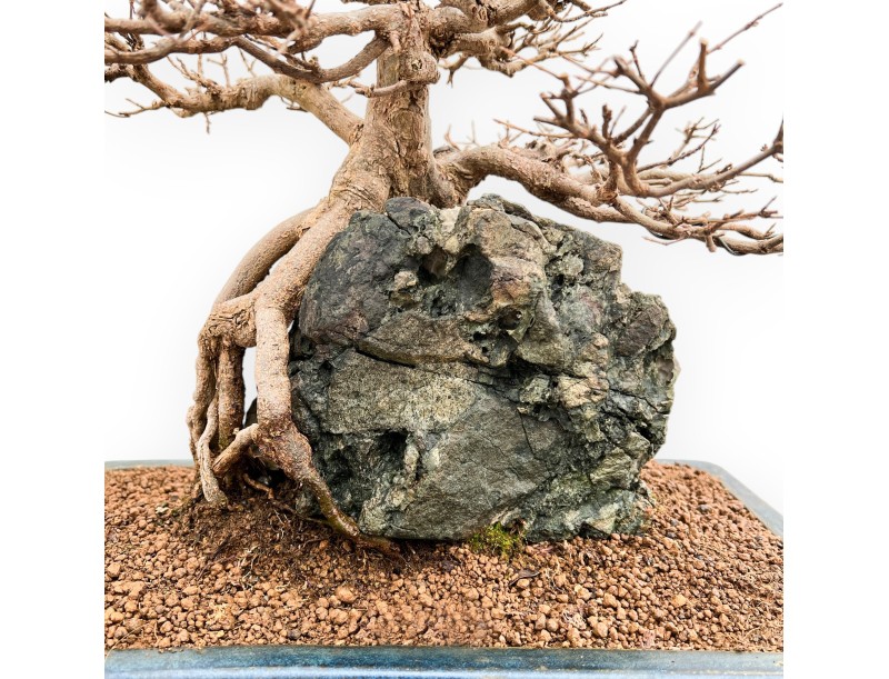 Acer buergerianum - Acero - 57 cm