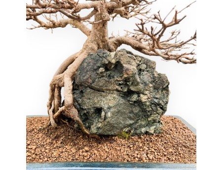 Acer buergerianum - Ahorne - 57 cm