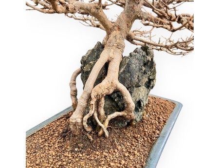 Acer buergerianum - Arce - 57 cm