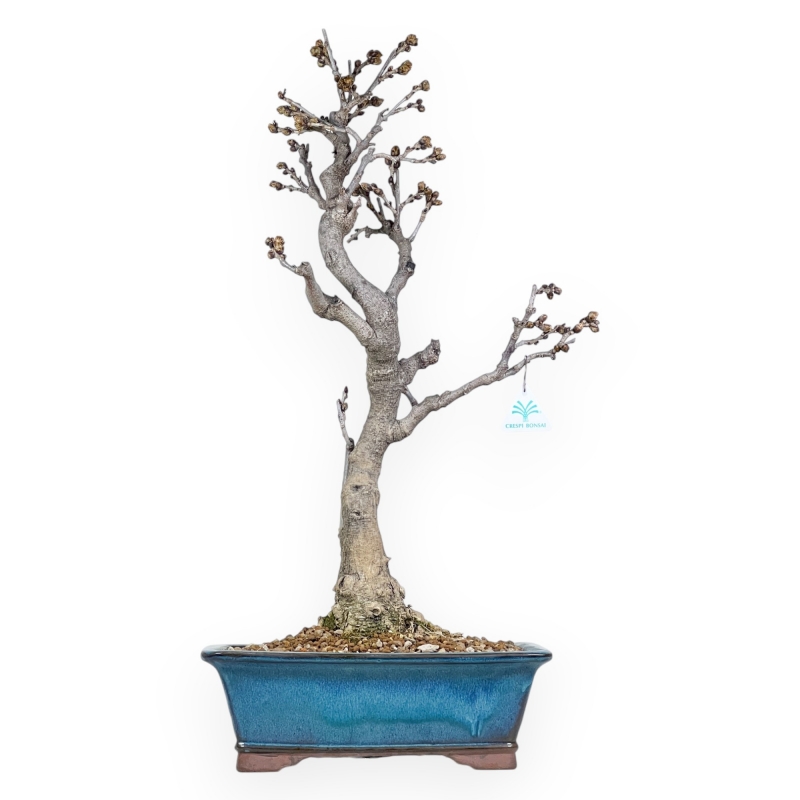 Wisteria Floribunda - Wisteria - 69 cm