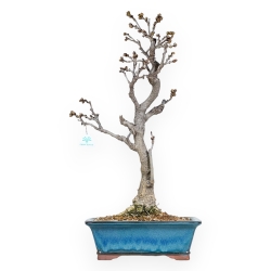 Wisteria Floribunda - Wisteria - 69 cm