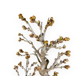 Wisteria Floribunda - Glicine - 69 cm