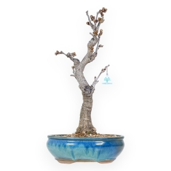 Wisteria Floribunda - Glicine - 57 cm