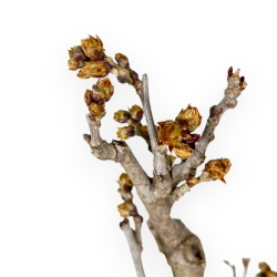 Wisteria Floribunda - Wisteria - 57 cm
