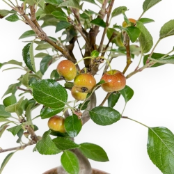 Malus Evereste - Apple Tree - de 38 a 41 cm