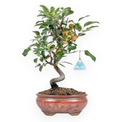 Malus Evereste - Apple Tree - de 38 a 41 cm