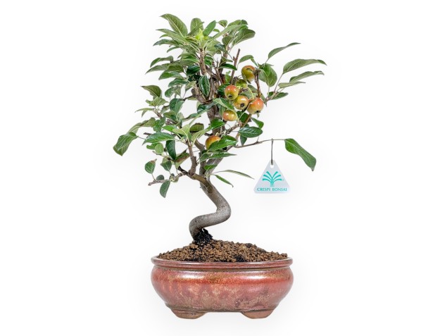 Malus Evereste - Apple Tree - von 38 bis 41 cm