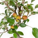 Malus Evereste - Apple Tree - von 35 bis 41 cm
