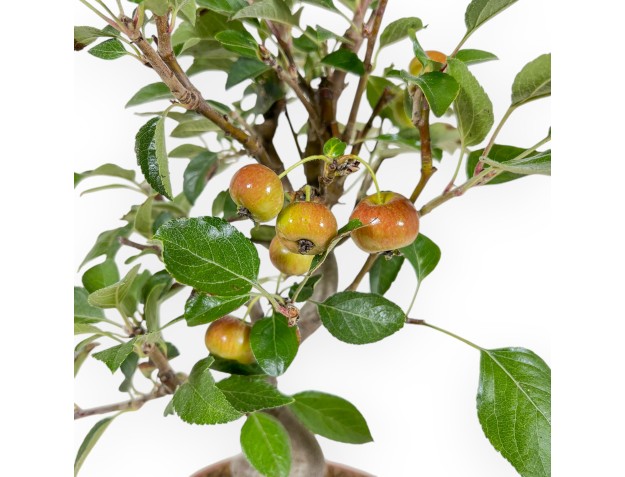 Malus Evereste - Pommier - de 35 à 41 cm 2