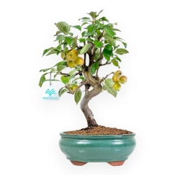 Malus Evereste - Apple Tree - von 35 bis 41 cm