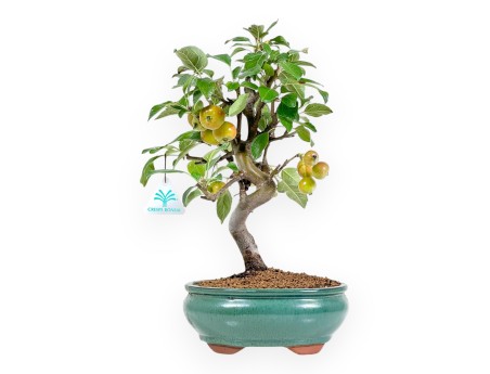 Malus Evereste - Apple Tree - van 35 tot 41 cm