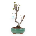 Malus Evereste - Apple Tree - von 35 bis 41 cm