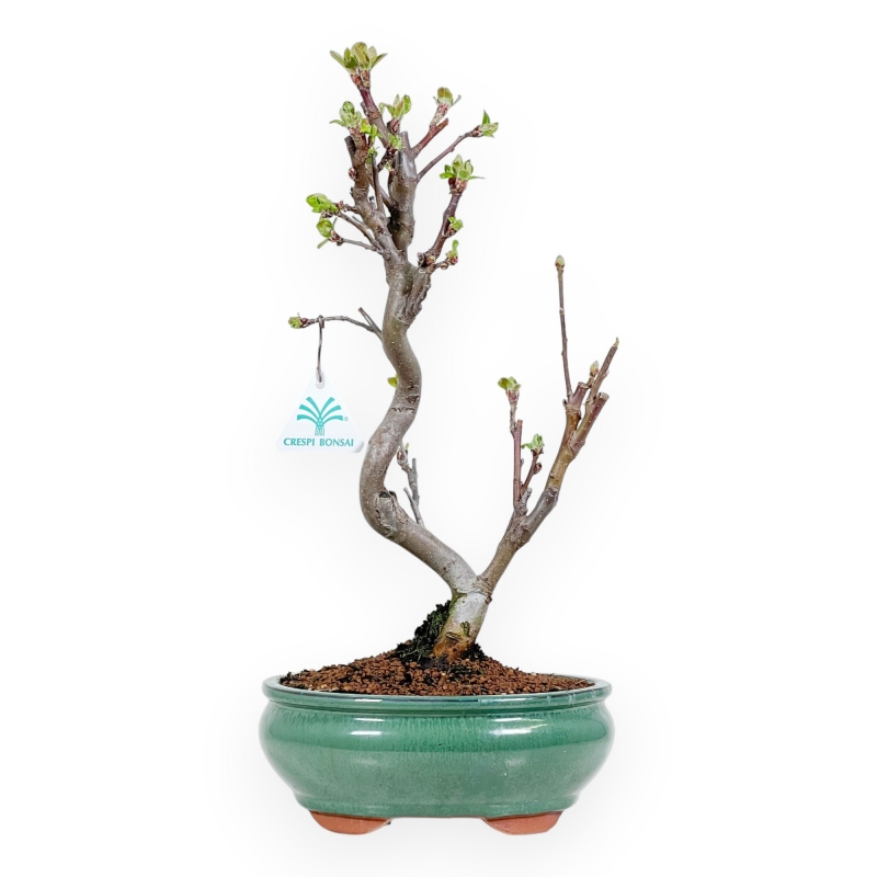 Malus Evereste - Apple Tree - von 35 bis 41 cm