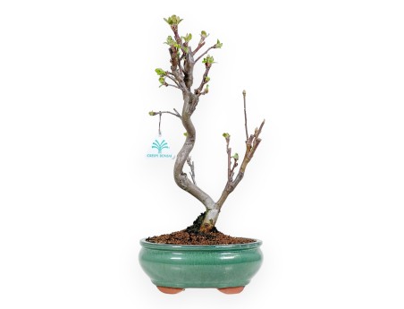 Malus Evereste - Apple Tree - de 35 a 41 cm