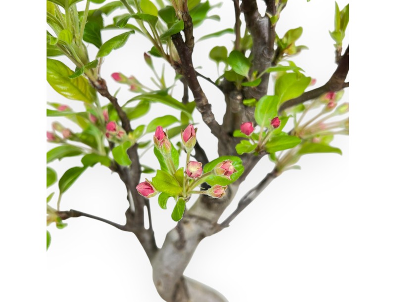 Malus Evereste - Apple Tree - from 35 to 41 cm