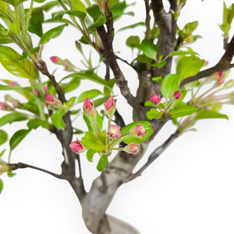 Malus Evereste - Apple Tree - von 35 bis 41 cm