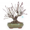 Prunus Persica - Pesco - 50 cm