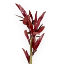 Prunus Persica - Pesco - 62 cm