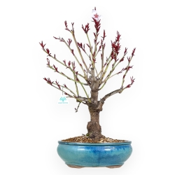 Prunus Persica - Pesco - 62 cm
