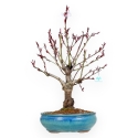 Prunus Persica - Pesco - 62 cm